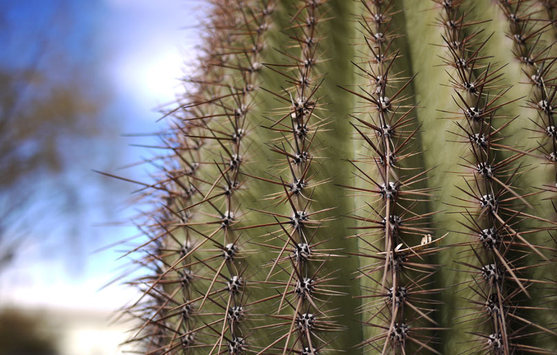 cactus 